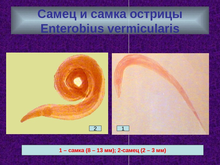 Самец и самка острицы Enterobius vermicularis 1 – самка (8 – 13 мм); 2