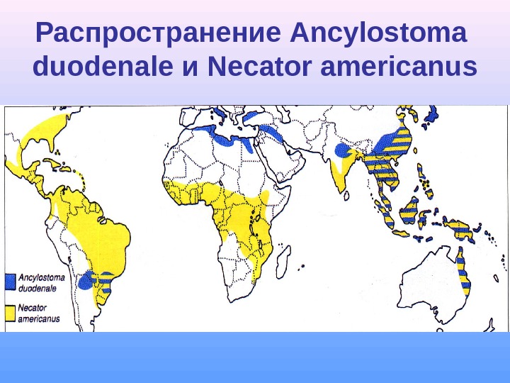 Распространение Ancylostoma duodenale и Necator americanus 