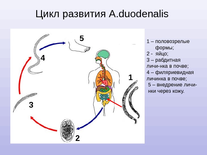 Цикл развития A. duodenalis  1 3 2 5 4 1 – половозрелые 