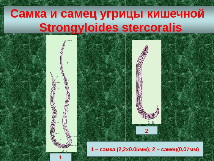 Самка и самец угрицы  кишечной  Strongyloides stercoralis 1 – самка (2, 2