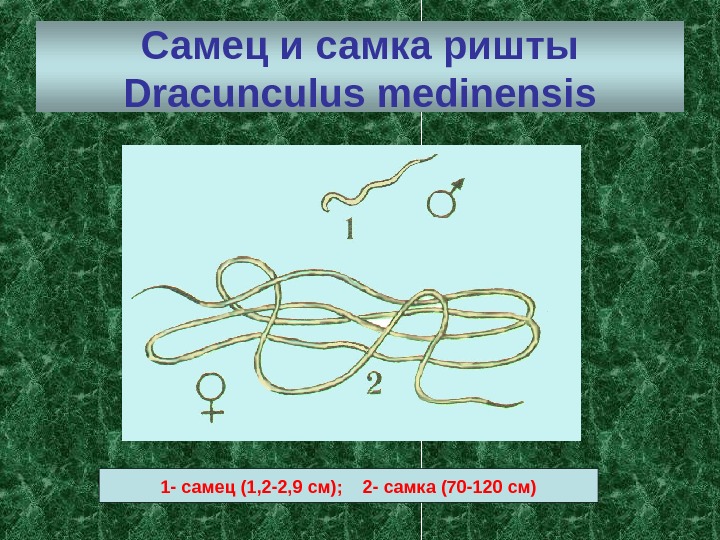 Самец и самка ришты Dracunculus medinensis 1 - самец (1, 2 -2, 9 см);