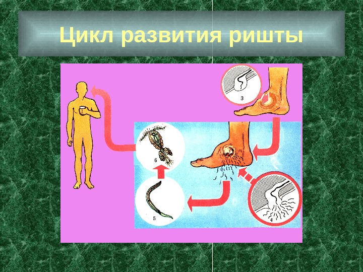 Цикл развития ришты 