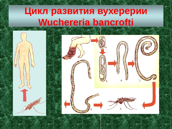 Цикл развития вухерерии Wuchereria bancrofti 