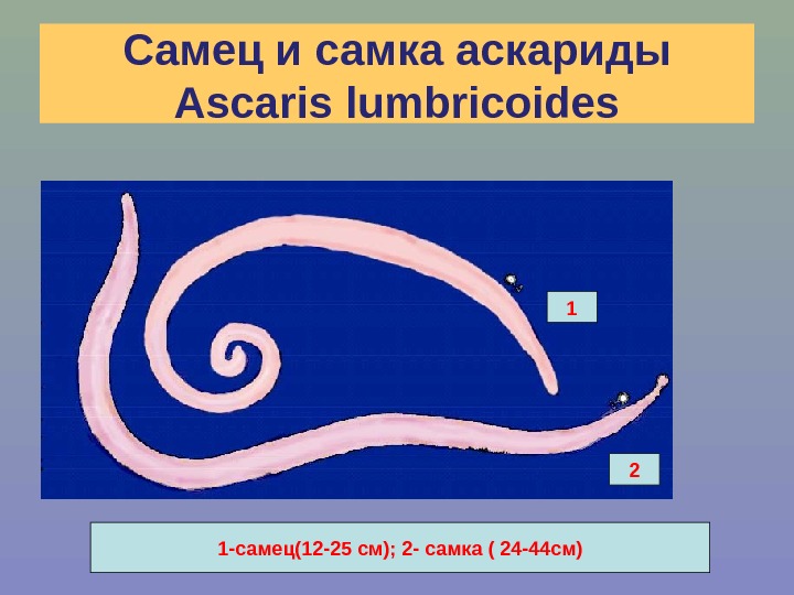Самец и самка аскариды Ascaris lumbricoides 1 2 1 -самец(12 -25 см); 2 -