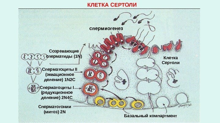 спермиогенез Созревающие сперматиды (1 N ) Сперматоциты II (эквационное деление) 1 N 2 C