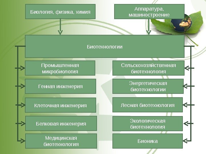 Биотехнологии Промышленная микробиология Бионика. Экологическая биотехнология. Энергетическая биотехнологии Белковая инженерия Генная инженерия Клеточная инженерия