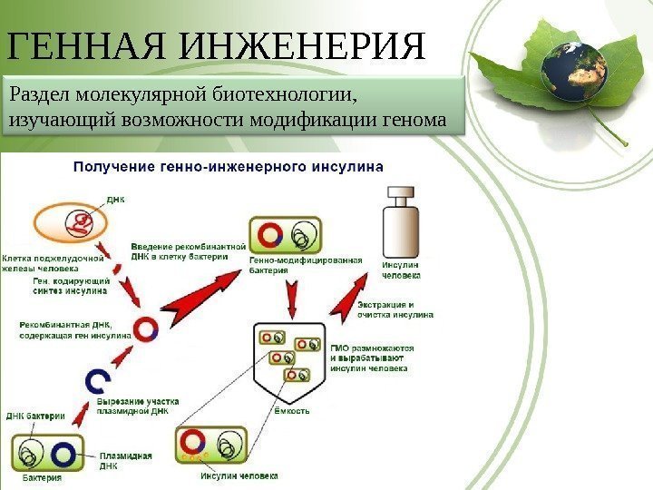 ГЕННАЯ ИНЖЕНЕРИЯ Раздел молекулярной биотехнологии,  изучающий возможности модификации генома 