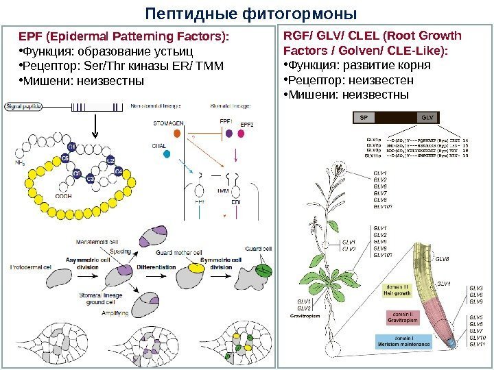 Пептидные фитогормоны EPF (Epidermal Patterning Factors) :  • Функция: образование устьиц • Рецептор: