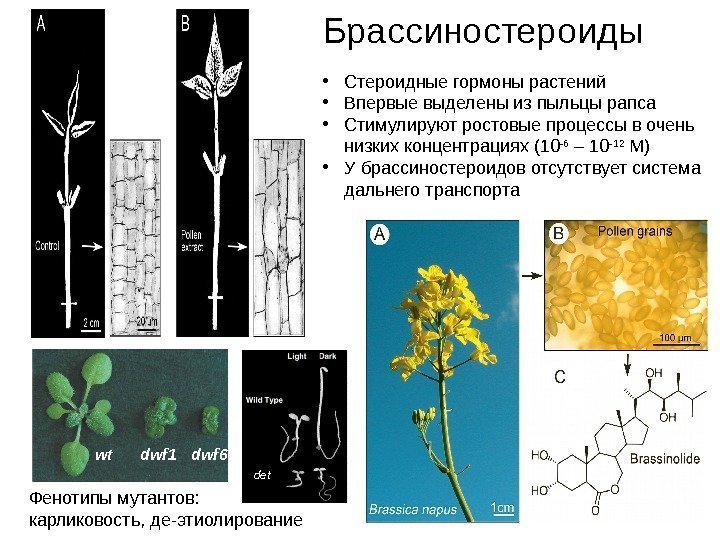 Брассиностероиды • Стероидные гормоны растений • Впервые выделены из пыльцы рапса • Стимулируют ростовые