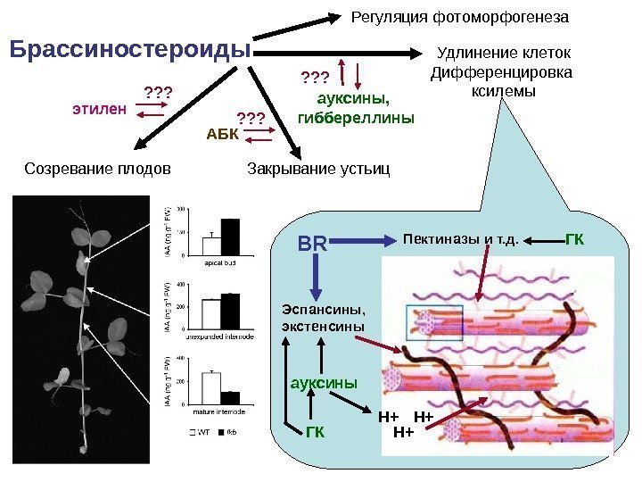 Брассиностероиды Удлинение клеток Дифференцировка ксилемы ауксины,  гиббереллины Закрывание устьиц ? ? ? АБК