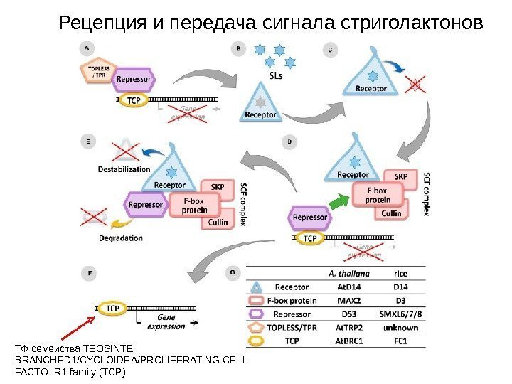 Рецепция и передача сигнала стриголактонов ТФ семейства TEOSINTE BRANCHED 1/CYCLOIDEA/PROLIFERATING CELL FACTO- R 1