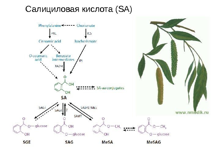 Салициловая кислота ( SA) 