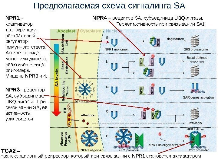 Предполагаемая схема сигналинга SA NPR 1 -  коактиватор транскрипции,  центральный регулятор иммунного