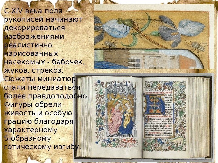  • С ХIV века поля рукописей начинают декорироваться изображениями реалистично нарисованных насекомых -