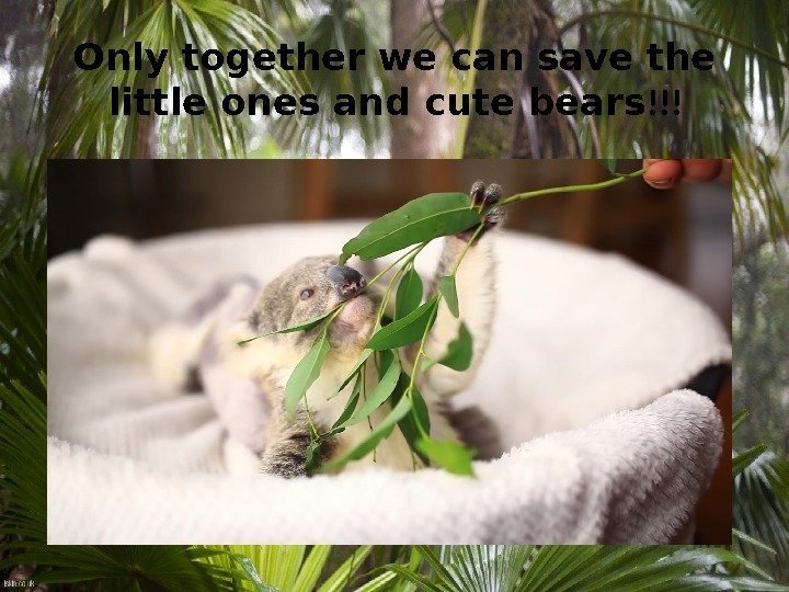 Only together we can save the little ones and cute bears !!! 