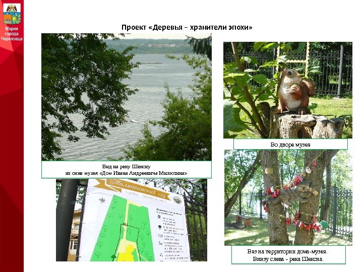 Проект «Деревья – хранители эпохи» Во дворе музея Вид на реку Шексну  из