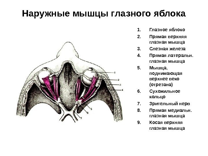 Наружные мышцы глазного яблока 1. Глазное яблоко 2. Прямая верхняя глазная мышца 3. Слезная