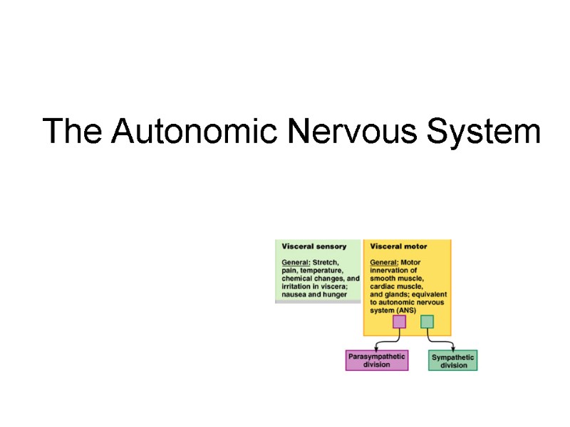 compare and contrast autonomic and somatic nervous system