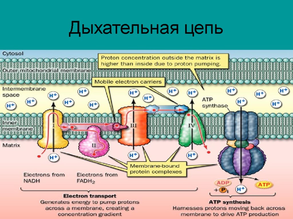 Цпэ биохимия. Дыхательная цепь ферменты дыхательной цепи. Схема цепи дыхательных ферментов. Дыхательная цепь митохондрий биохимия. Дыхательная цепь (ЦПЭ): строение.