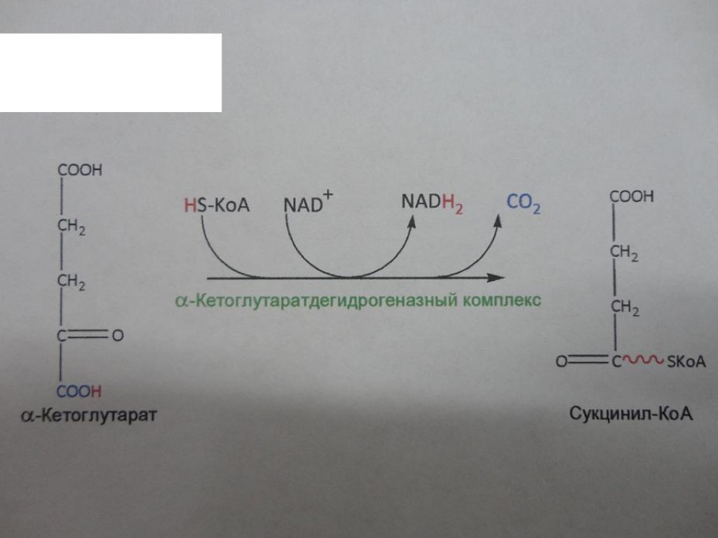 Коа. Альфа кетоглутарат в сукцинил КОА. Альфа кетоглутаратдегидрогеназный комплекс реакции. Из Альфа кетоглутарата в сукцинил КОА. Α-кетоглутаратдегидрогеназного комплекса.