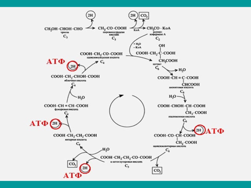Цикл трикарбоновых кислот этапы. Цикл трикарбоновых кислот АТФ. Образование АТФ В цикле Кребса. Окислительные реакции цикла Кребса. Цикл Кребса схема с АТФ.