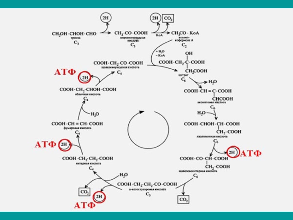 Цикл кребса атф. Цикл трикарбоновых кислот АТФ. Цикл Кребса схема АТФ. Цикл Кребса кратко АТФ. Цикл трикарбоновых кислот цикл Кребса АТФ.