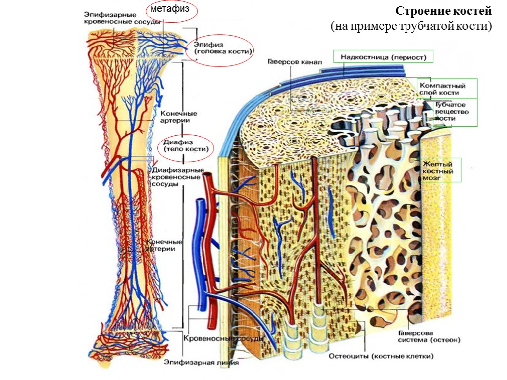 Кости человека строение рисунок