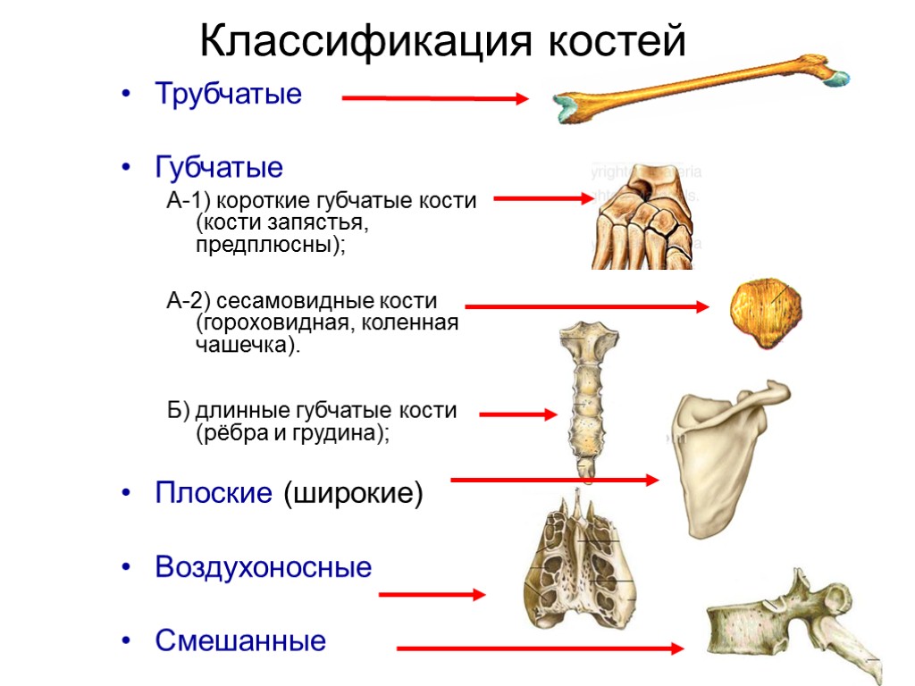 5 костей губчатых. Классификация костей трубчатые губчатые. Таблица типы костей трубчатые губчатые. Губчатые трубчатые плоские смешанные кости кости. Кость классификация анатомия.