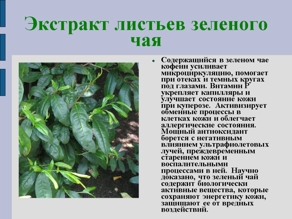 Содержание зеленого чая. Экстракт листьев зеленого чая. Что содержится в зеленом чае. Химический состав чая. Состав зеленого чая.