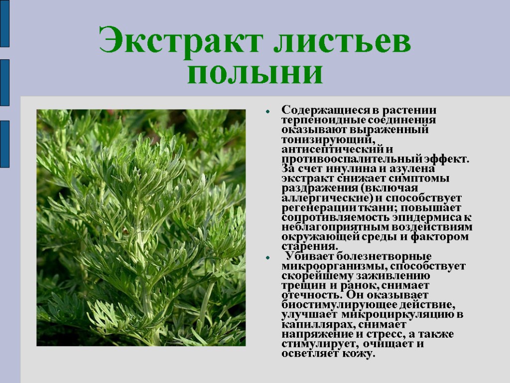 Противопоказания полыни травы. Полынь горькая характеристика растения. Полынь горькая трава лекарственное растительное. Полынь горькая чернобыльник для чего применяется. Полынь лечебная.