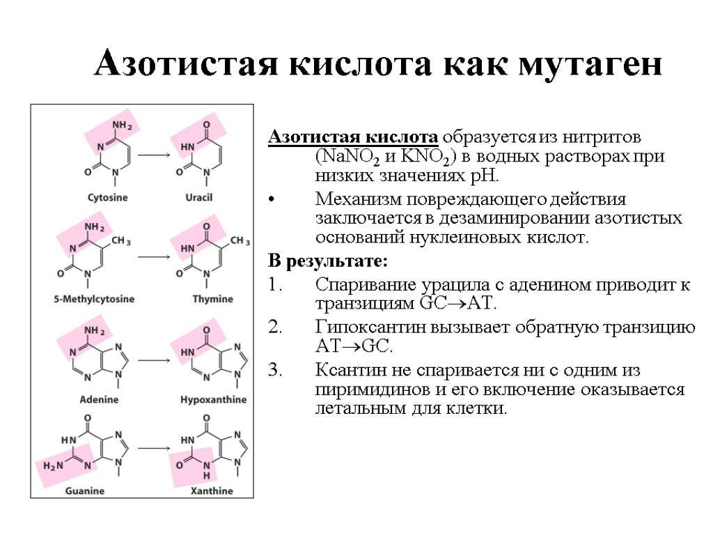 Почему азотная кислота не образует. Дезаминирование азотистых оснований ДНК. Азотистая кислота. Дезаминирование азотистых оснований. Модификация ДНК.