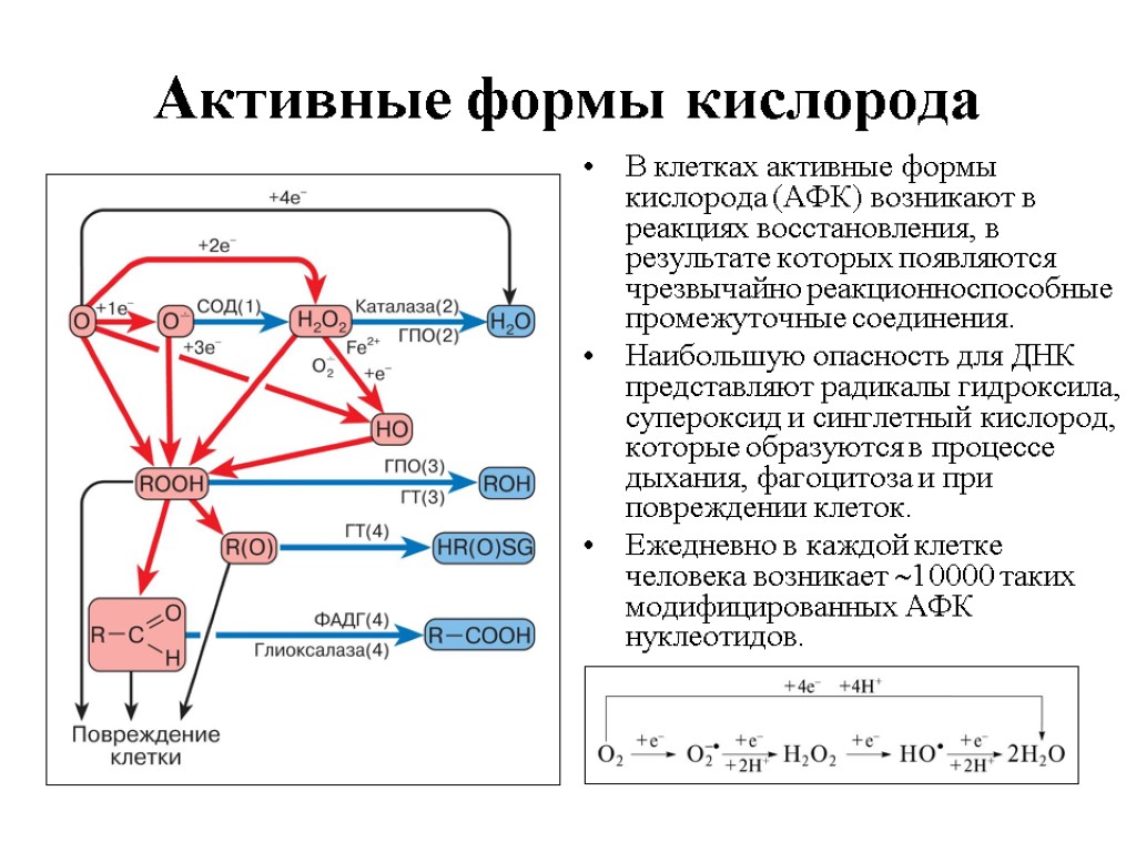 Образование кислорода закрепление. Активные формы кислорода АФК. Пути образования активных форм кислорода биохимия. Источники активных форм кислорода. Действие активных форм кислорода.