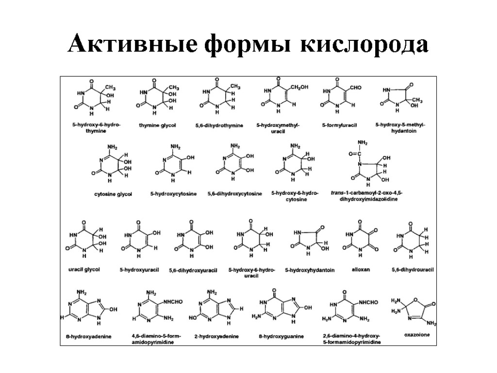 Активная форма. Активная форма кислорода и Тимин. Активные формы кислорода биохимия. Активные формы кислорода иммунологии. Реактивные формы кислорода.