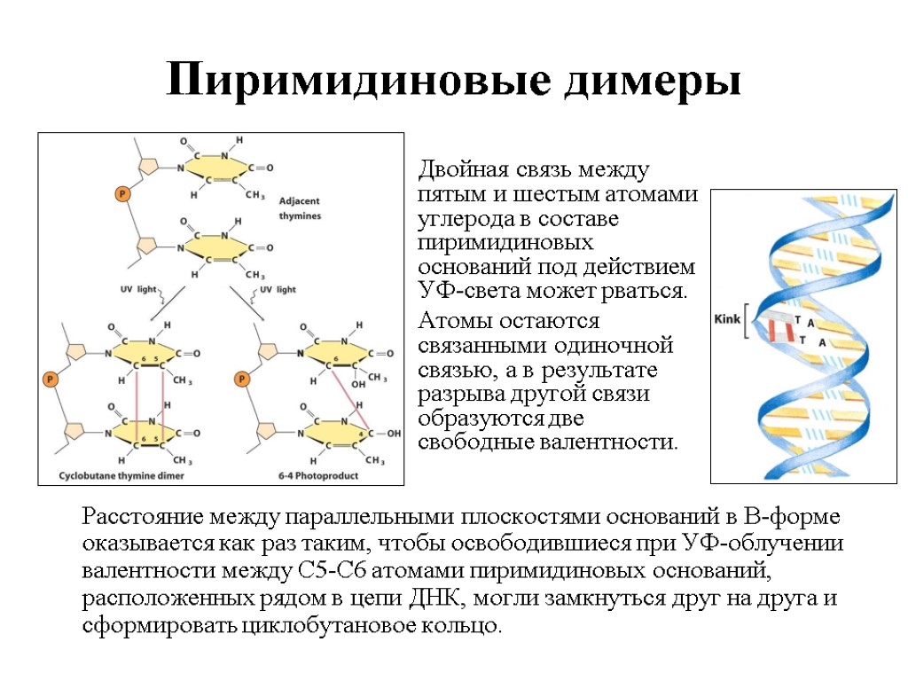 Двойная связь между углеродами. Циклобутан-пиримидиновый димер. Пиримидиновые димеры в ДНК. Образование пиримидиновых димеров. Репарация пиримидиновых димеров.