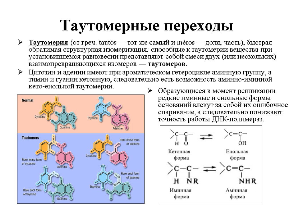 Для днк характерно. Полимеразная модель мутагенеза. Цитозин таутомерные формы. Таутомерные превращения аденина. Цитозин таутомерные превращения.