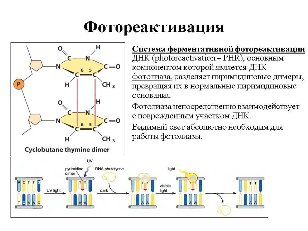 Процессы с участием днк. Пиримидиновые димеры в ДНК. Фотореактивация ДНК схема. Тиминовый димер репарация. Фотореактивация репарации ДНК механизм.