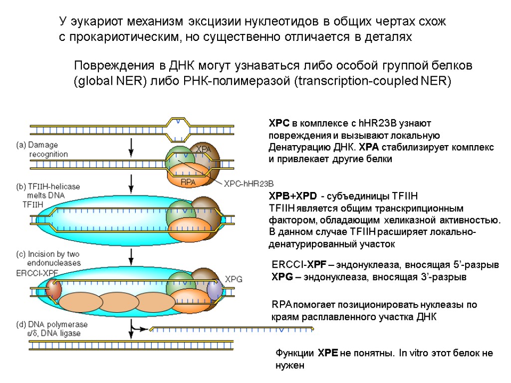 Эукариоты наследственная информация. Транскрипция и репарация у эукариот. Комплекс фактор транскрипции и ДНК. Транскрипционные факторы. Нуклеазы механизм действия.