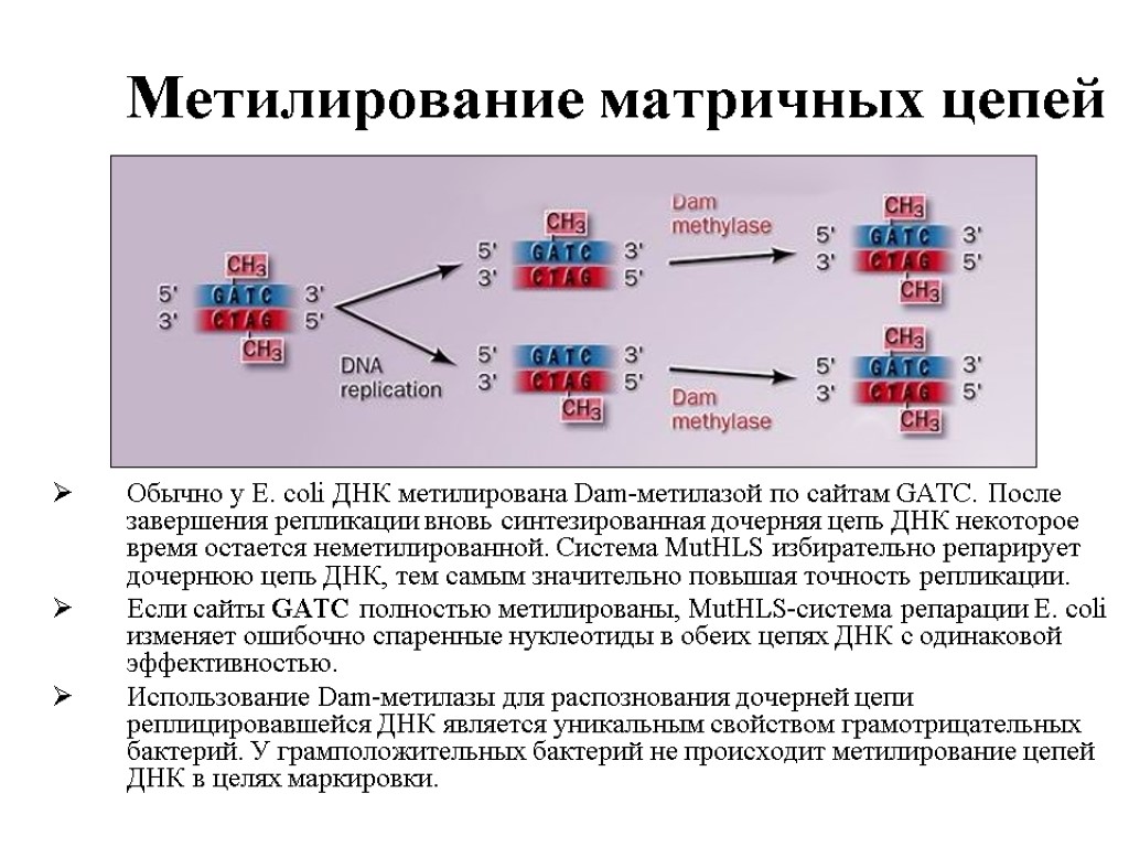 Дочерняя цепь днк. Метилирование ДНК. Модификация ДНК. Репарация цепи ДНК. Репликация и репарация ДНК.