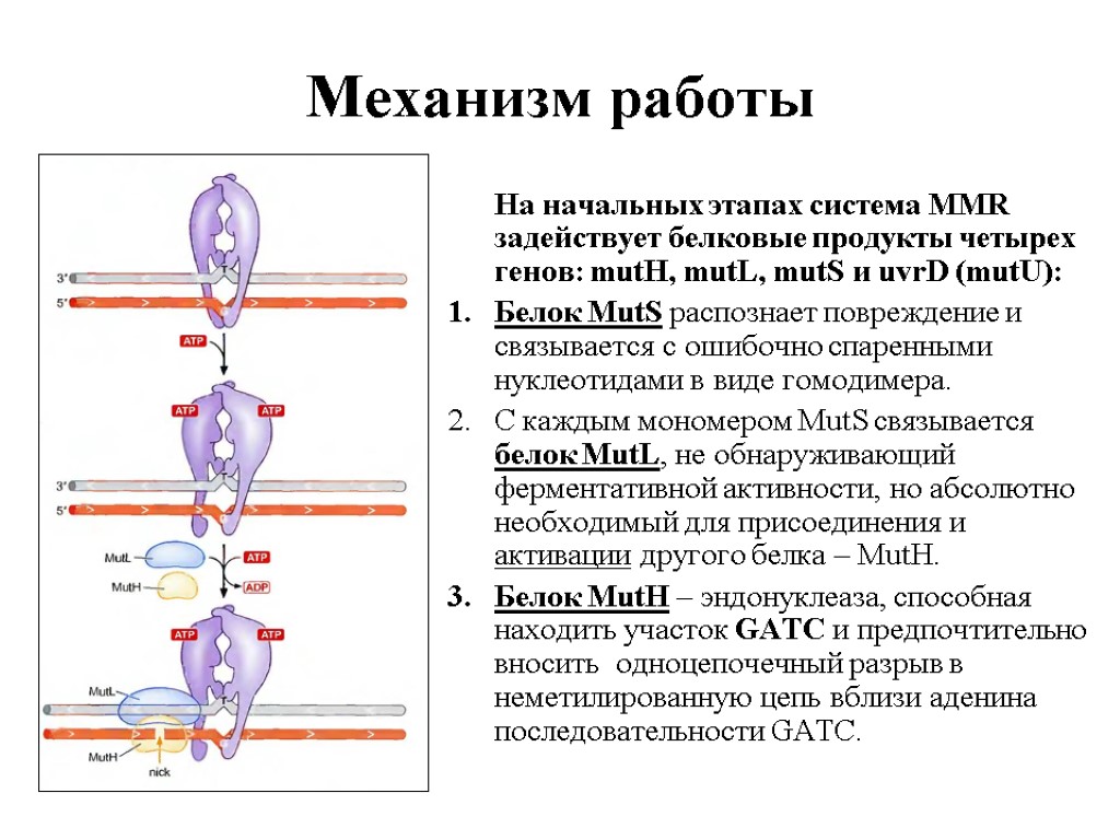 Механизмы сохранения состояний. Механизмы репарации ДНК. Процесс репарации ДНК схема. Механизмы сохранения нуклеотидной последовательности ДНК. Механизмы репарации ДНК схема.