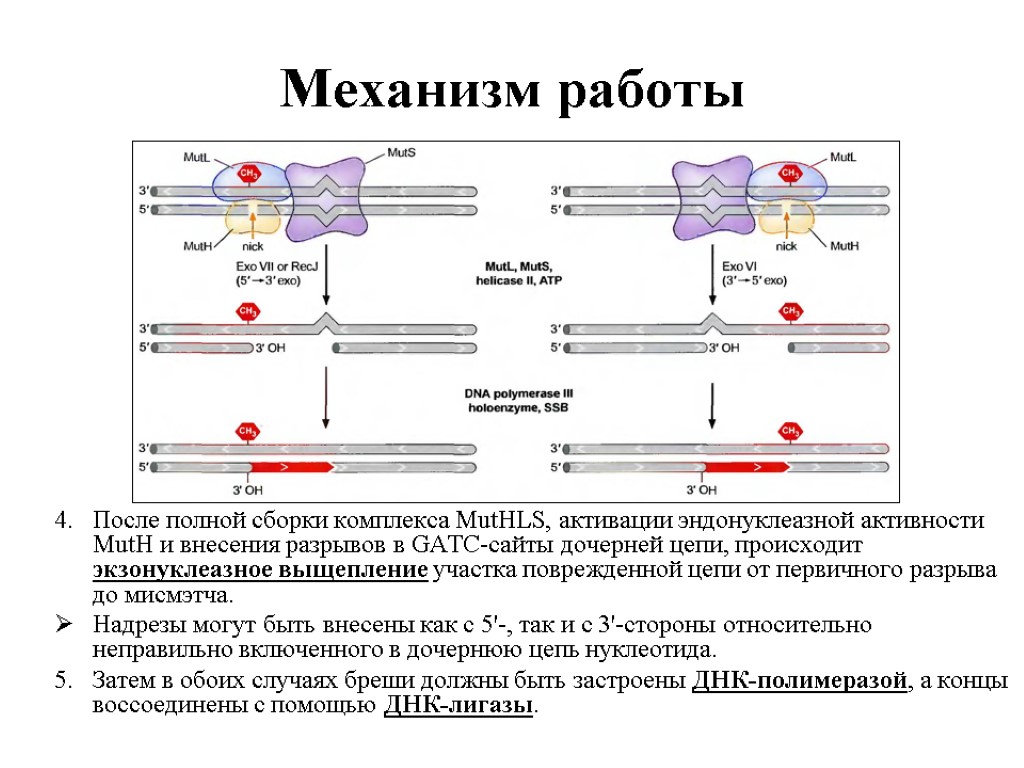 Схема репарации днк биохимия