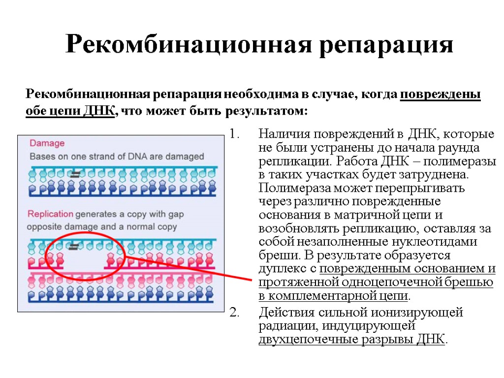 Восстановление поврежденной структуры днк. Рекомбинационная репарация. Рекомбинативная репарация ДНК. Пострепликативная (рекомбинантная) репарация. Репарация генетических повреждений..