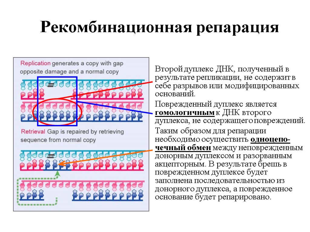 Что такое репарация. Пострепликативная (рекомбинантная) репарация. Пострепликативная репарация схема. Общая схема репарации ДНК. Механизмы репарации генетического материала.