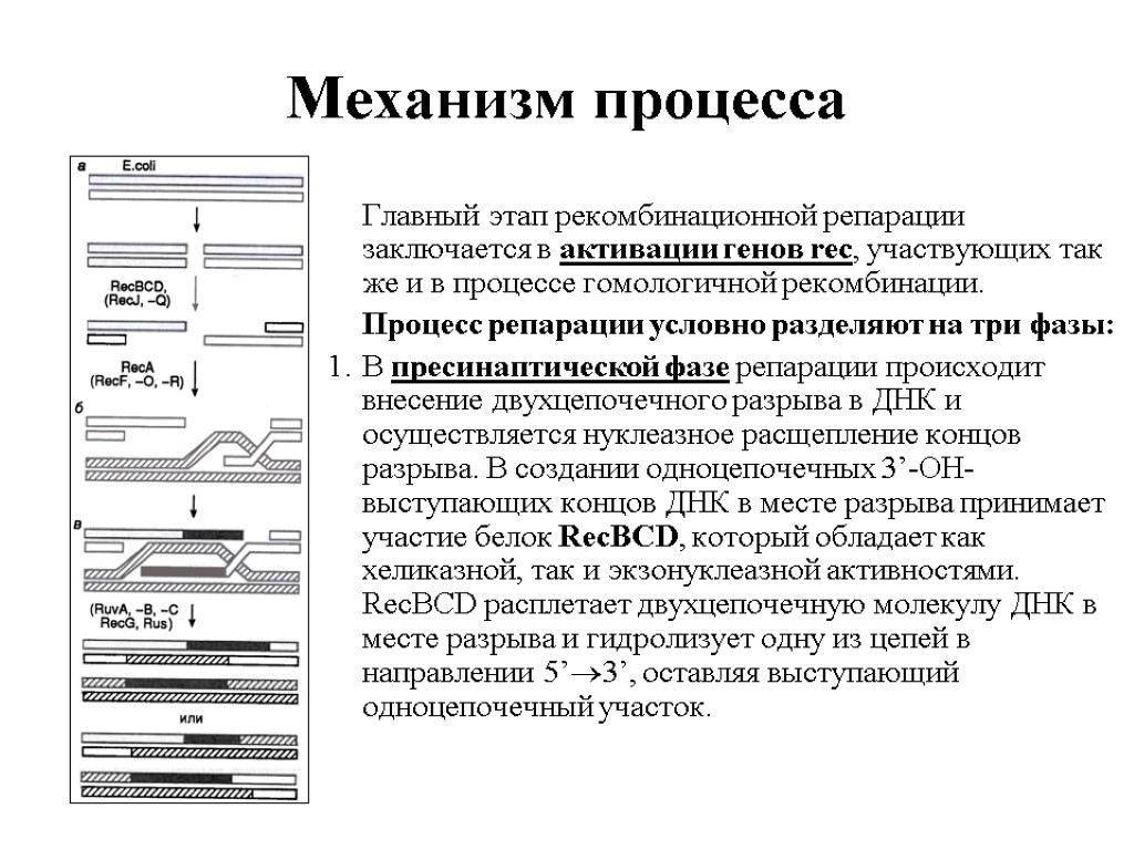 Процесс направления. Рекомбинационная репарация ДНК. Этапы процесса репарации. Механизм процесса. Репарация локализация процесса.