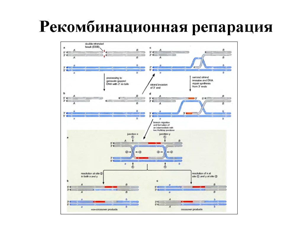 Рекомбинация днк схема