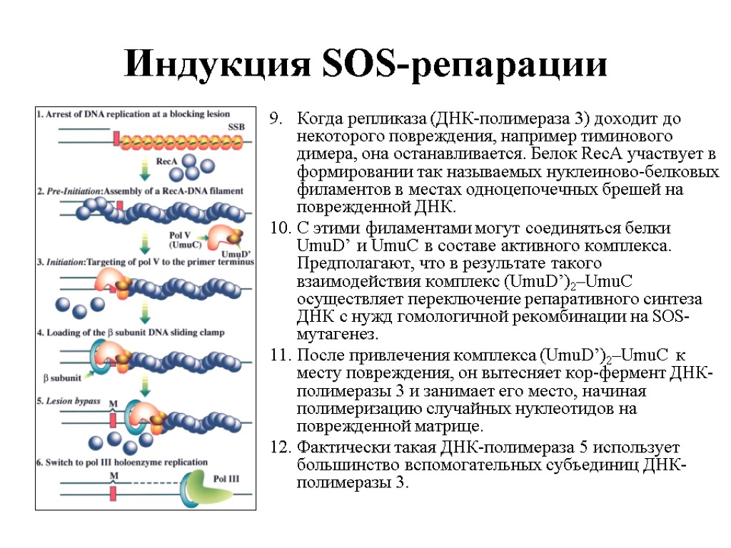 Комплекс днк. Индукция SOS-репарации. SOS репарация у бактерий. SOS репарация ДНК. SOS репарации ДНК полимеразы.