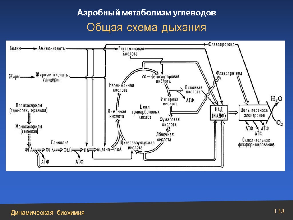 Схема тканевого дыхания