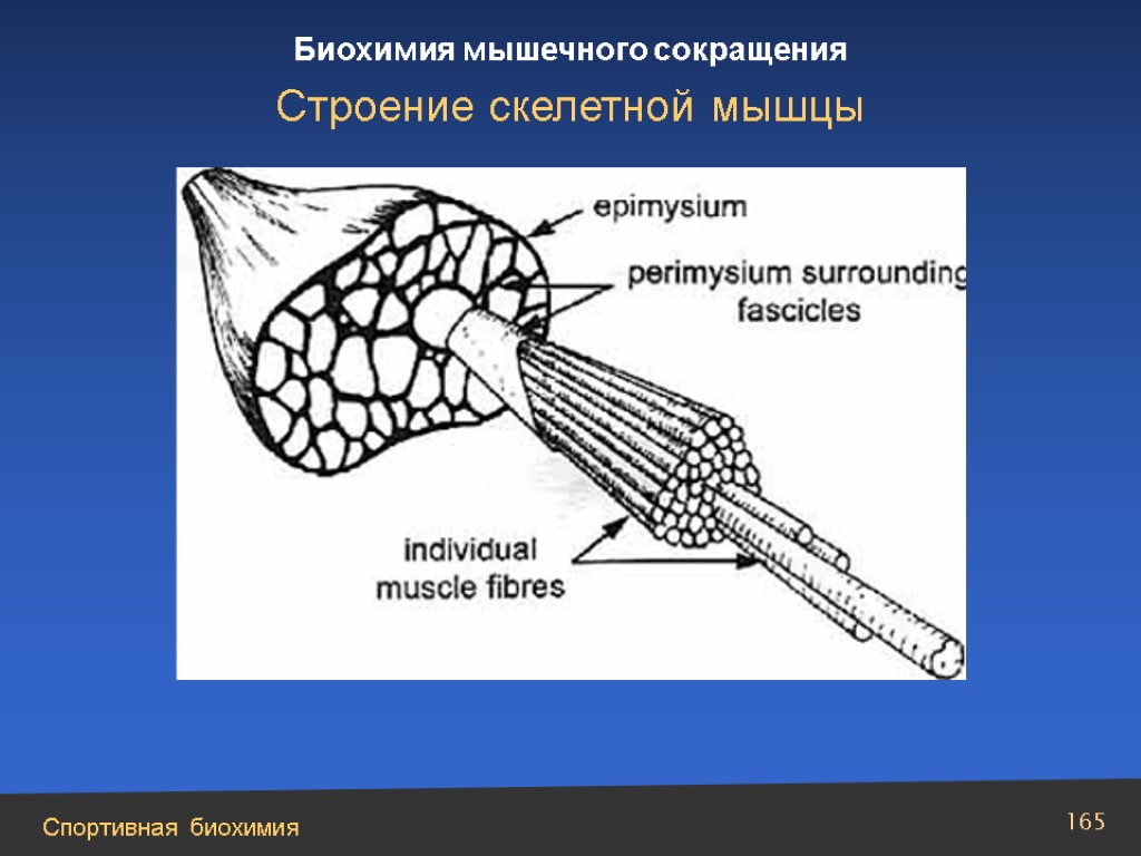 Рисунок скелетных мышц