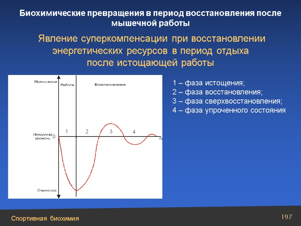 Сколько длится восстановление. Фазы восстановления суперкомпенсация. Явление суперкомпенсации. Период суперкомпенсации. Фазы восстановления мышц.