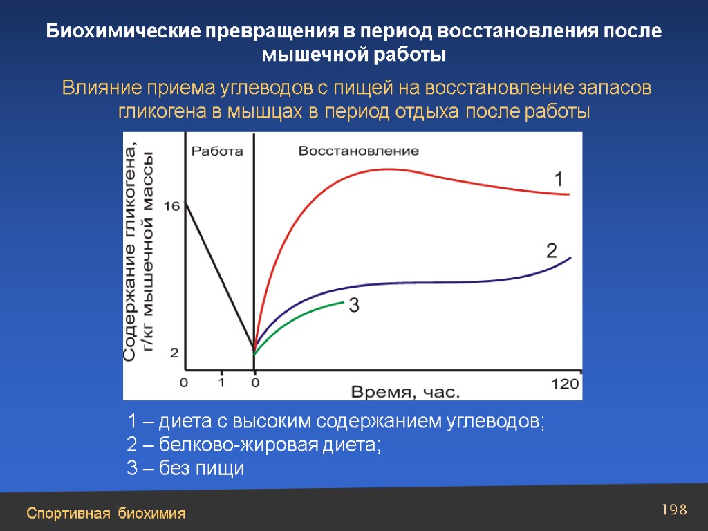 Максимальный период. Периоды восстановления после мышечной работы. Биохимические превращения это. Биохимические закономерности восстановления после мышечной работы. Скорость восстановления гликогена в мышцах.