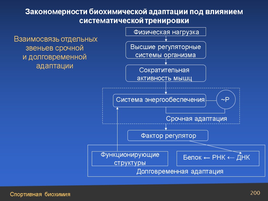 Адаптация мышечной системы к физическим нагрузкам презентация